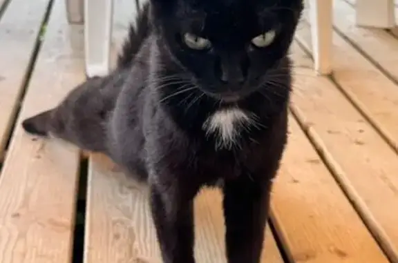 Animaux trouvés Boofzheim, photo: Chatte noire trouvée au camping de Boofzheim