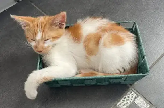 Chat perdu, Les Roches-de-Condrieu, photo: Chaton perdu à Les Roches-de-Condrieu