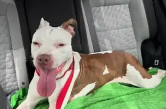 Found dog Ohio City, photo: Found: White & Brown Pit Mix in Columbus