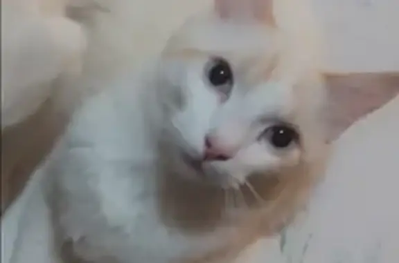 Lost Cats: Poeksie, Feebae, Laylao & Crocky
