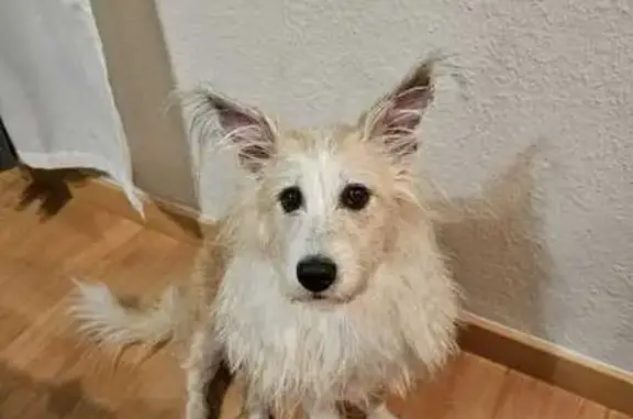 Perros perdidos, La Laguna, foto: Perra Perdida: Ani, Blanca y Marrón en La Laguna