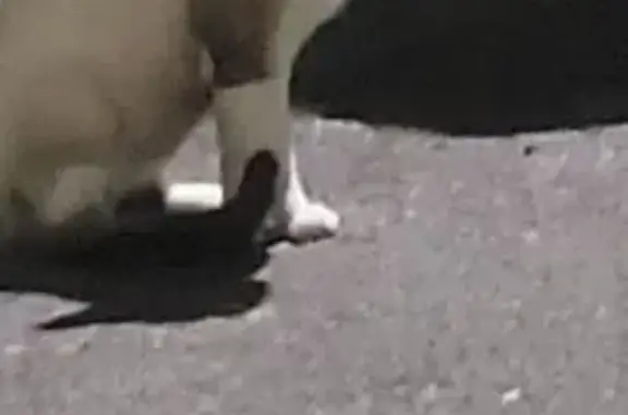 ¡Gato Siamés Perdido en Gijón! 🐾