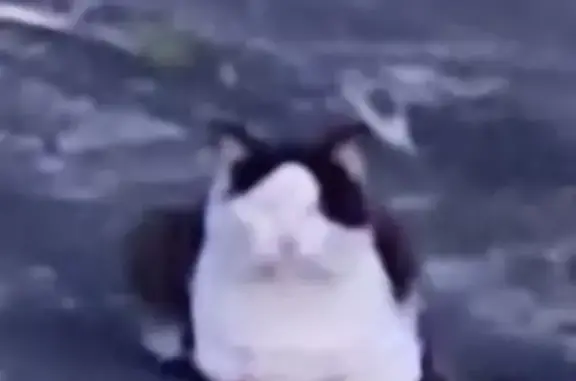 Chat noir et blanc craintif à Vermelles - photo