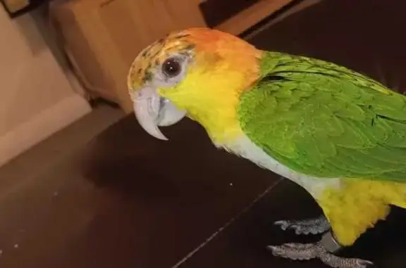 Lost pets Sydney, photo: Missing White Belly Caique in Ryde