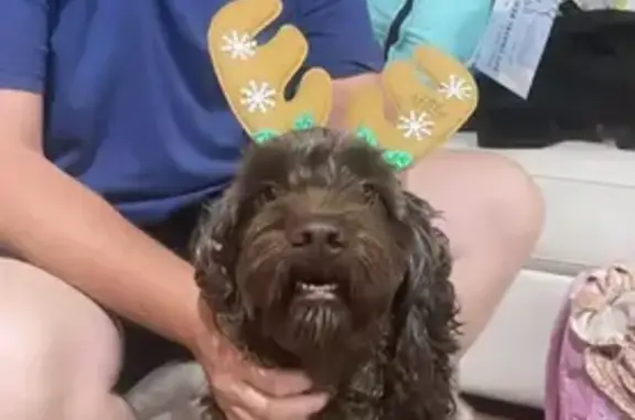 Lost: Friendly Blonde-Brown Dog, Tea Tree