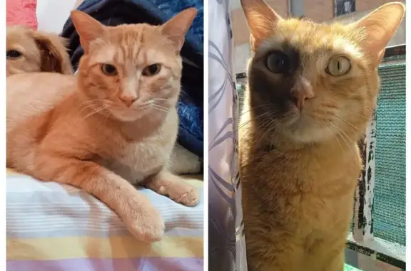 Gato Naranja Perdido en Balaguer, ¡Ayuda!