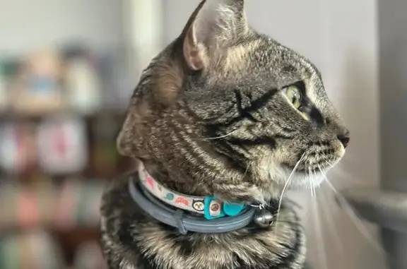 Lost Brown Tabby Cat on Monroe St, Help!