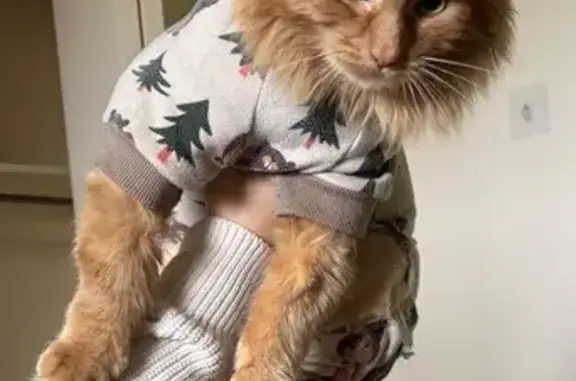 Lost Cat: Unique Lion Cut in Kitchener