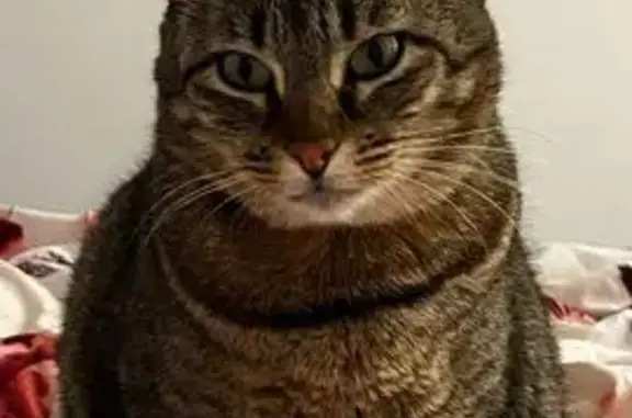 ¡Gato Perdido con Cola Rota en Tàrrega!