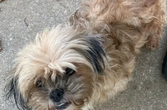 Lost pets Chicago, photo: Lost Fluffy Tan Shih Tzu on N. Fairfield