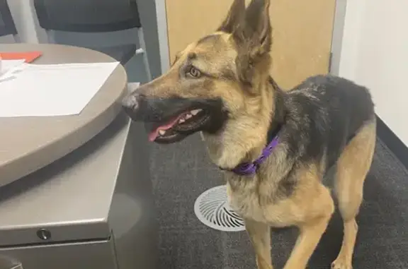Found pets Phoenix, photo: Friendly Found German Shepherd in Phoenix