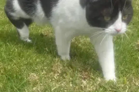 Buscamos a Nina: Gata Perdida en Villa de Otura