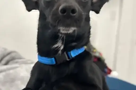 Lost Dog Near NW 36th Ave, Miami Gardens
