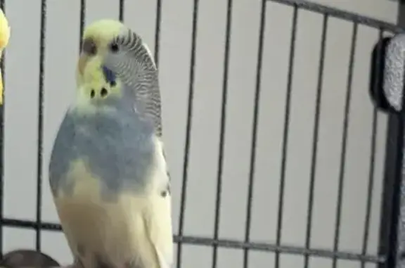 Help Find Pantaloons: Shy Bird...
