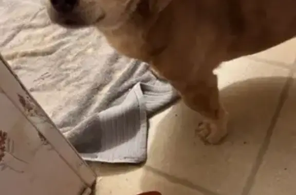Lost Basset Mix: Cooper in Grovetown, GA