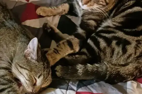 Lost Tabby: Sweet Male on Thompson Ln