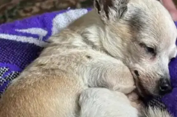 Lost pets , photo: Lost: Elderly Tan Dog, Scots Drive Area