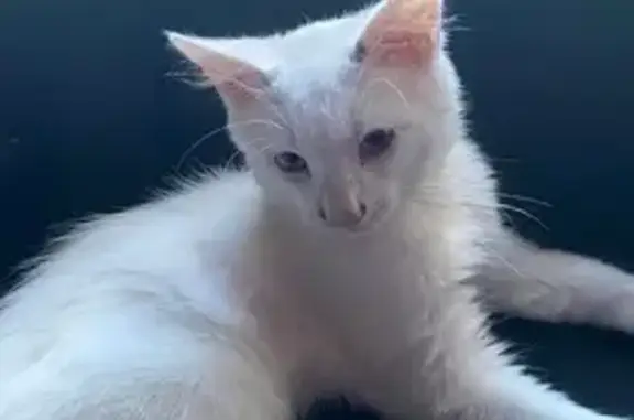 Lost White Cat 'Prince' - Help Find Him!