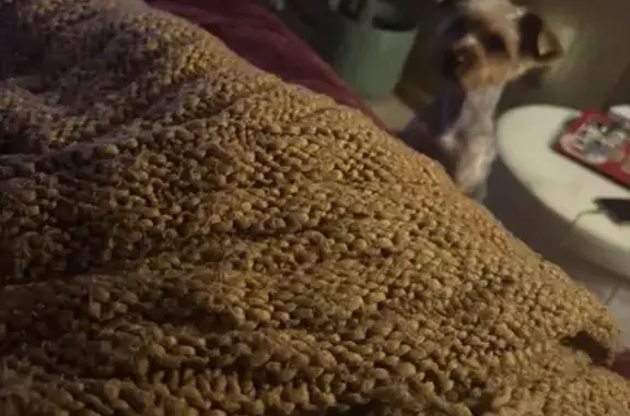 Lost Yorkie: Fresh Cut, Short Tail