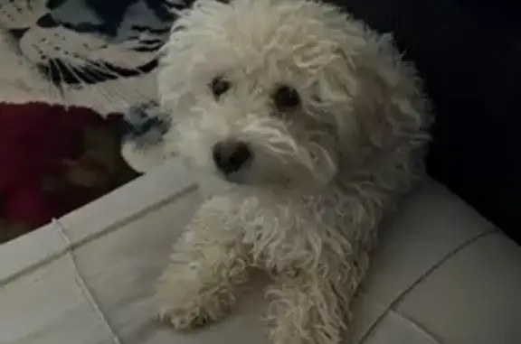 Lost Off-White Dog Coco in Mesa Area