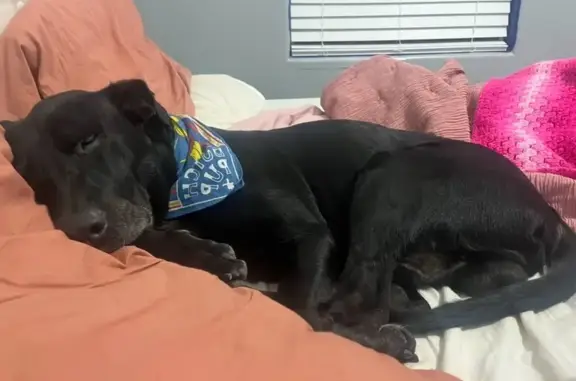 Lost Dog: Black Spot on Tongue, DC