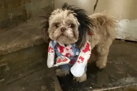 Lost pets Chicago, photo: Lost Shih Tzu: Timid, Cream & Tan, Chicago