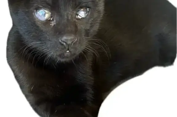 Gatito Negro Perdido en Villaconejos: Ayuda