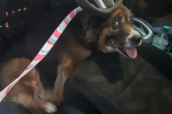 Lost Border Collie: Queens Grant Drive