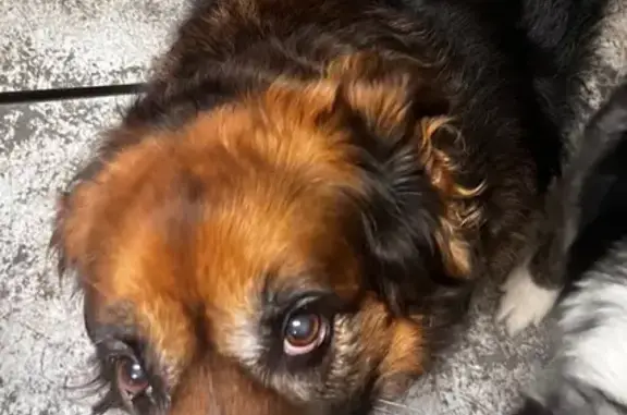 Lost Dog: Fluffy, 13, Friendly, Riverdowns