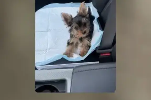 Lost Teacup Yorkie Near Jefferson Park