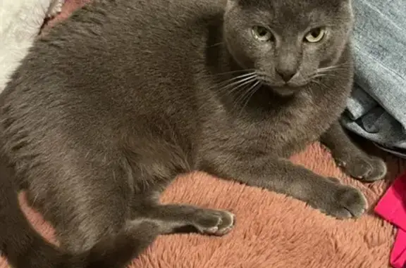 Missing cat Warner Robins, photo: Lost Sweet Grey Cat in Warner Robins