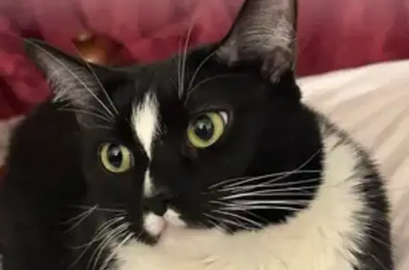 Lost Cat: Princess on Rosa Parks Blvd