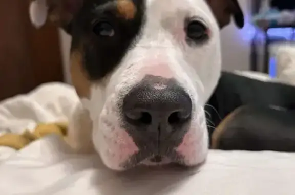 Missing Dog: Sweet, Anxious, Ash St, 805