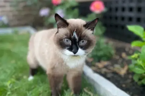 Lost Siamese Cat, 18, Blue Eyes, Saddle Brook