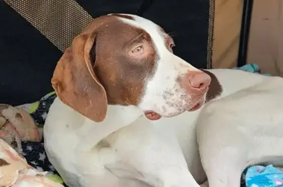 Lost Pointer: White/Brown, Pink Airtag
