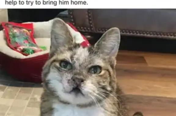 Lost Tabby Cat: Whiskers Missing, Morgantown