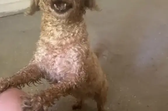 Found dog , photo: Found Doodle Dog: 44th St NE, Buffalo