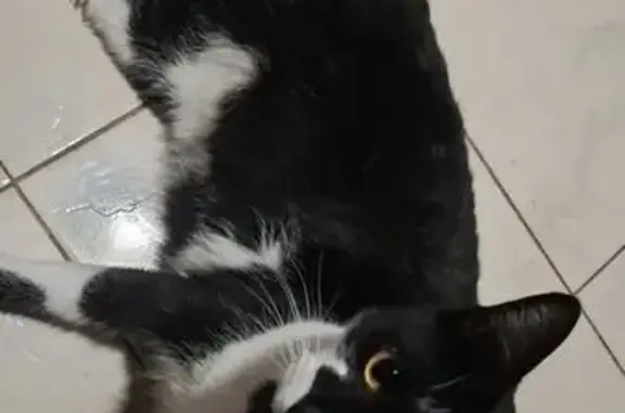 gato desaparecida