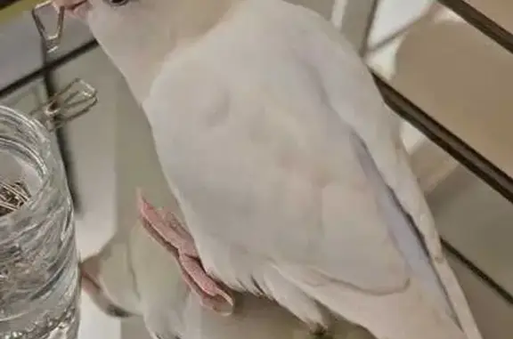 Reward for Lost White Bird in Tampines