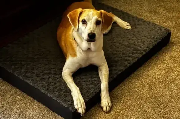 Lost Skittish Dog: Tan & White, 40 lbs