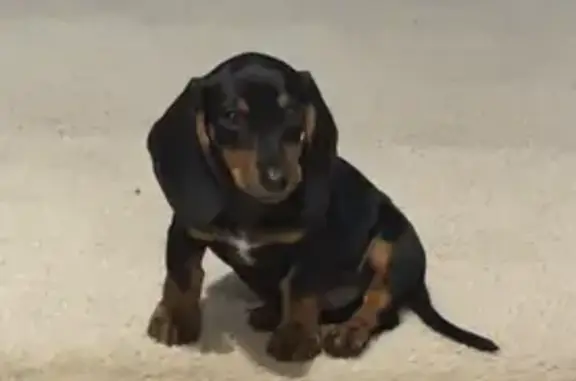 Lost pets Converse, photo: Help Find Rocky: Lost 3-Month Dachshund