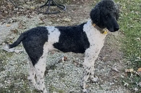 Lost Black & White Poodle in W...