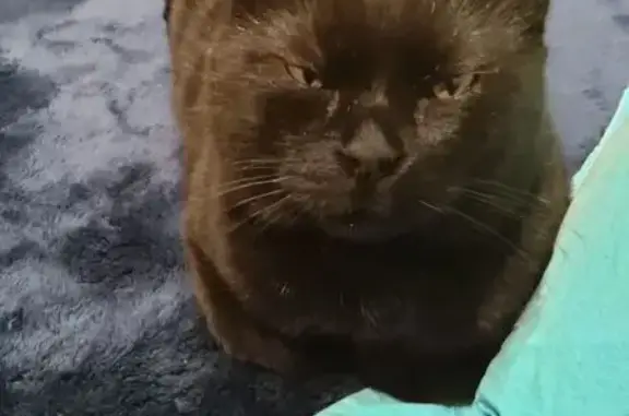 Chat noir mâle perdu à Hyères - photo