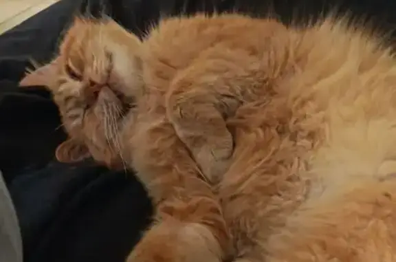 Animaux perdus Rebais, photo: Chat perdu à Rebais, sociable et castré