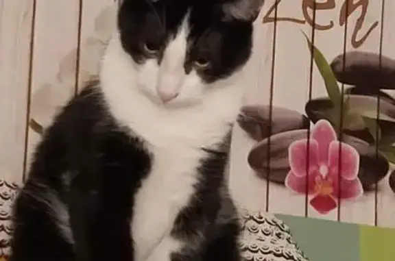 Chat perdu : Ramsès, 5 ans, Quimper - photo