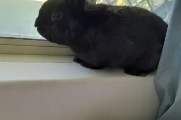 Lost Sable Lop-Eared Rabbit in...