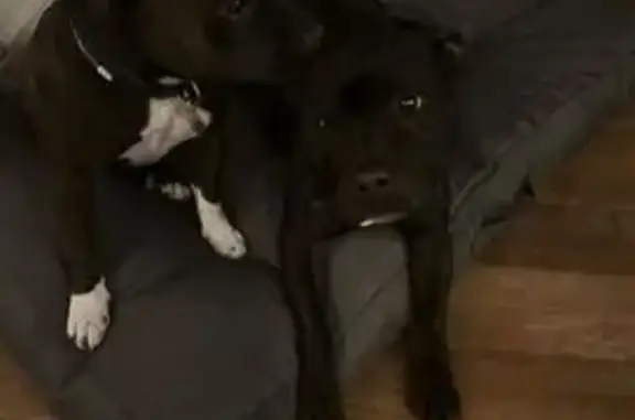 Chiens perdus: mâle noir & femelle bringée - photo