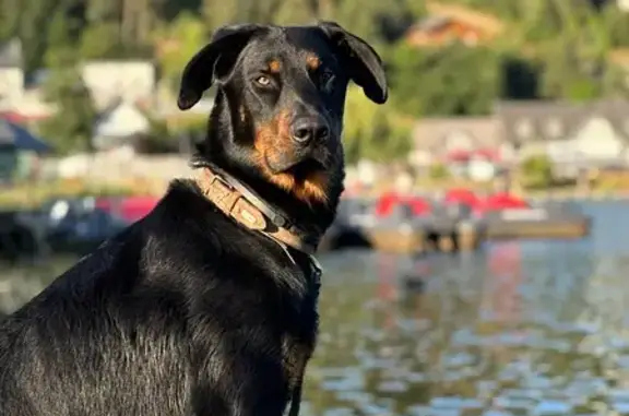 Chien perdu , photo : Beauceron noir perdu à St-Bonnet-le-Froid