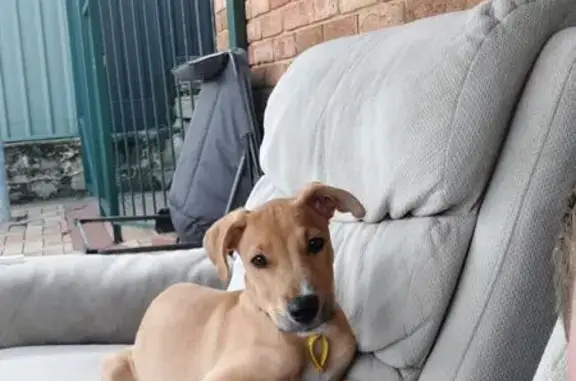 Missing dog , photo: Help Find Clover: Missing in Kardinya
