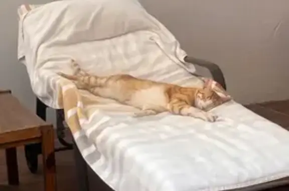 Gato Perdido: Anaranjado y Blanco en Alhaurín